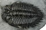 Bug-Eyed Coltraneia Trilobite Fossil - Ofaten, Morocco #352680-2